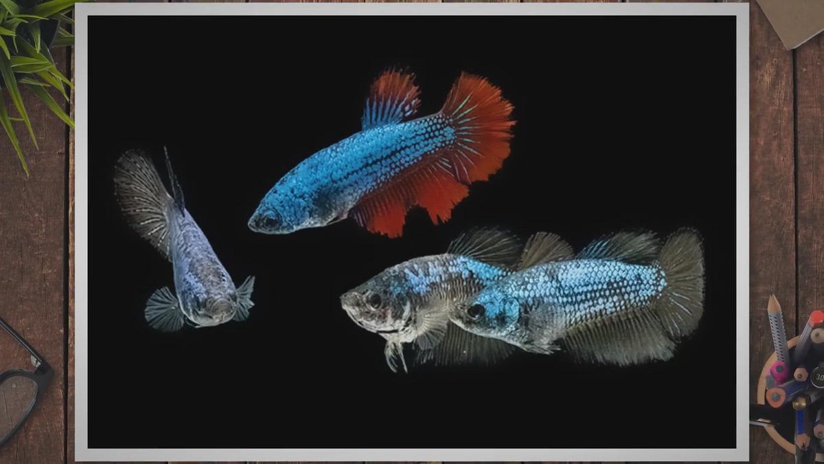 what-is-a-betta-sorority-tank-setup-guide