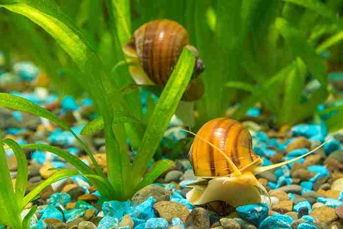 Clown loache love to eat aquarium snails