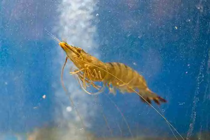 Clown Loaches Eating Snails - Is It Normal? 5 Clown Loaches Eat Crustaceans as well as snails.