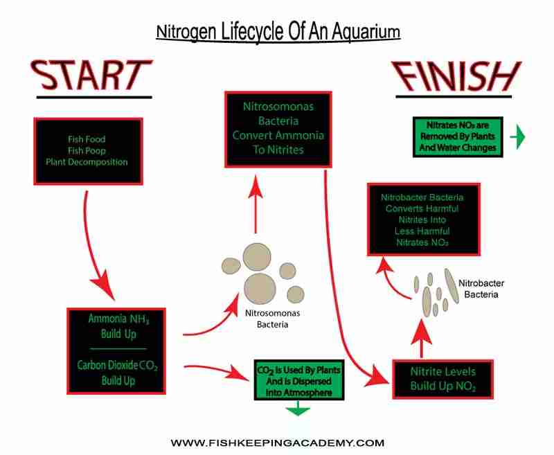 Nitrogen Lifecycle Of An Aquarium