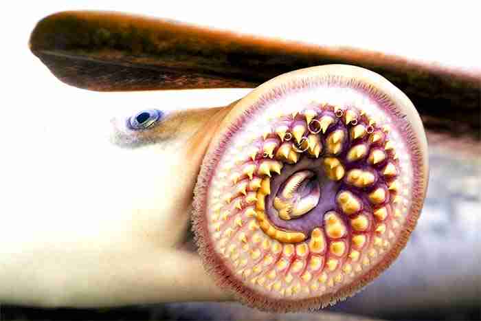 White Spots on Betta Fish - Identifying the Ich Parasite 7 White spot causing aquarium parasites