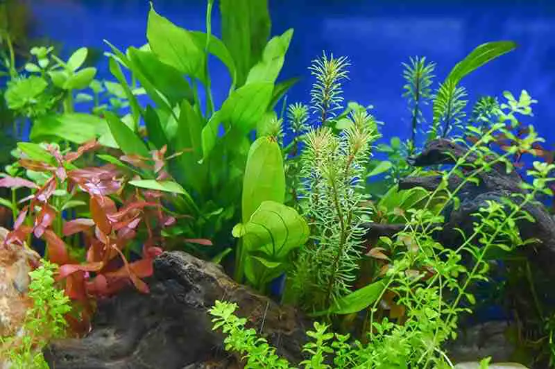 Aquarium plants are a good alternative to an air pump as they provide your goldfish with oxygen.