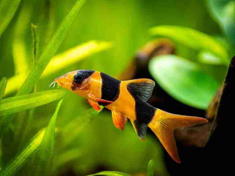 Clown Loaches Eating Snails – Is It Normal?