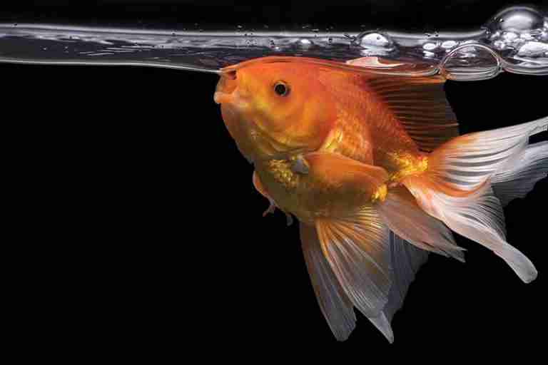 Do Goldfish Need An Air Pump To Help Them Breathe