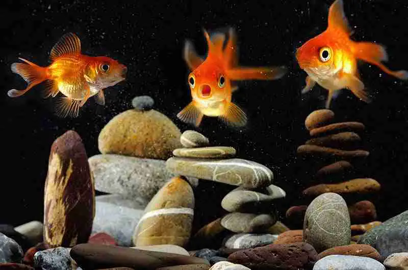 Fish Rubbing On Rocks - Top Reasons Why