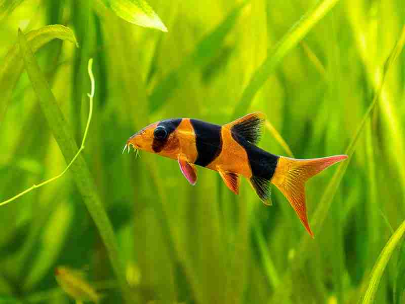 Image of aquarium Plants For Clown Loach