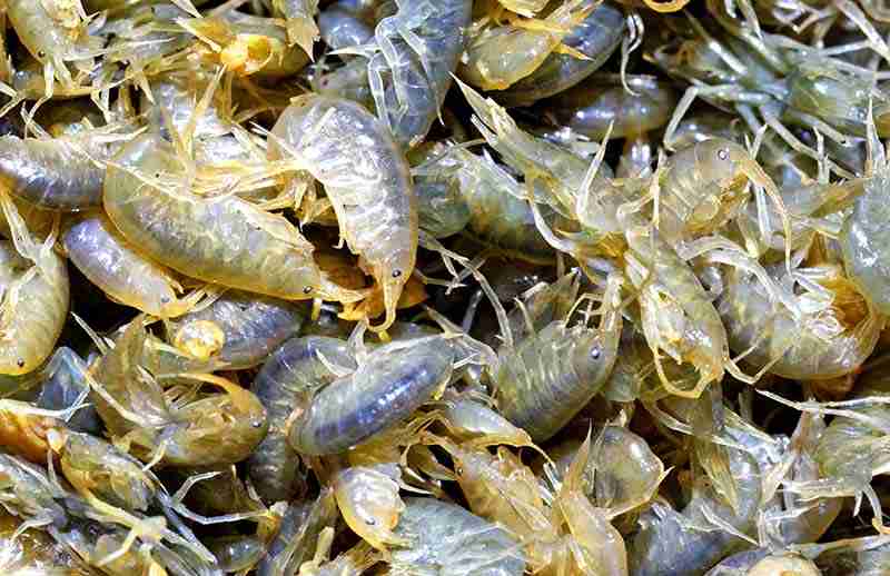 Scuds In Aquarium (What are they, and should I remove them?) 5 How To Remove Aquarium Scuds
