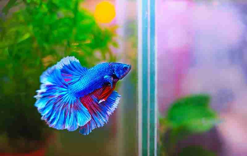 Picture Of A Betta Fish