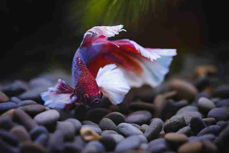 Betta tank substrate dark pebbles