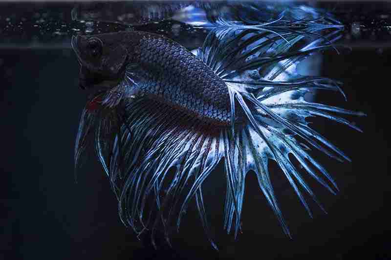Can Betta Fish See in the Dark