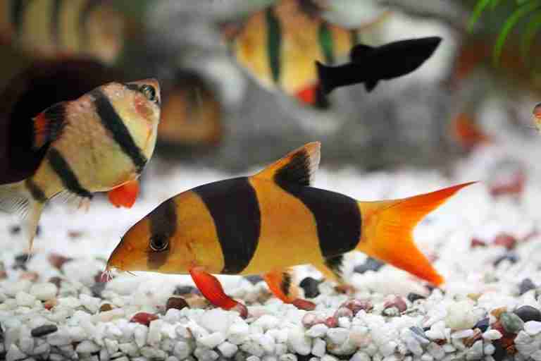 Clown Loach Care Guide & Overview