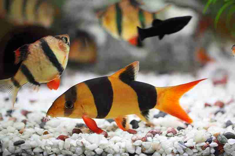 Clown Loach Overview And Care Guide