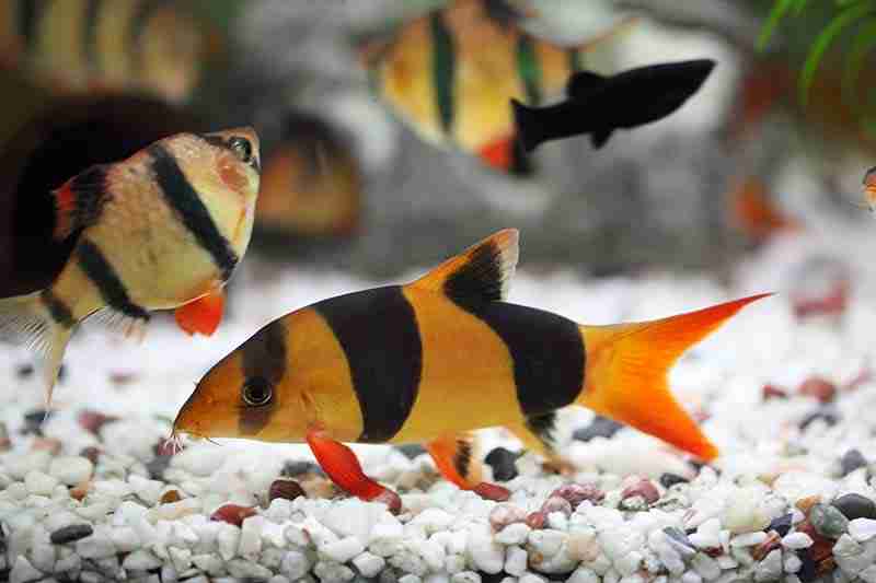 Clown deals loach care