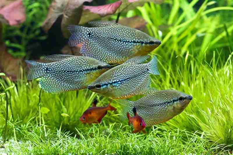 Image of some Clown Loach Tank Mates