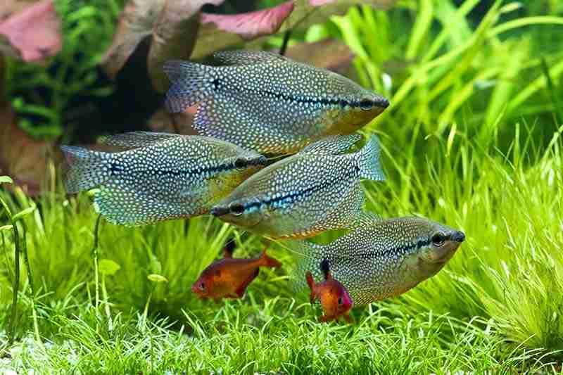 Clown Loach Care Guide & Overview 7 Image of some Clown Loach Tank Mates