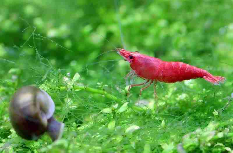 Image of shrimp and other small crustaceans that clown loaches eat.