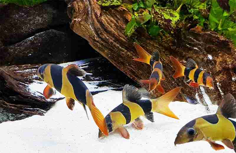 Clown Loach prefer to live In large groups