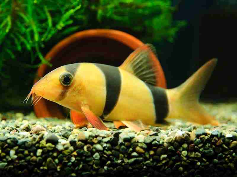 Clown Loaches Size