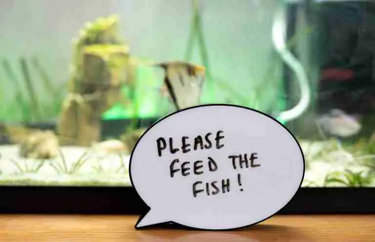 How Long Can Betta Fish Go Without Food (Before getting ill)