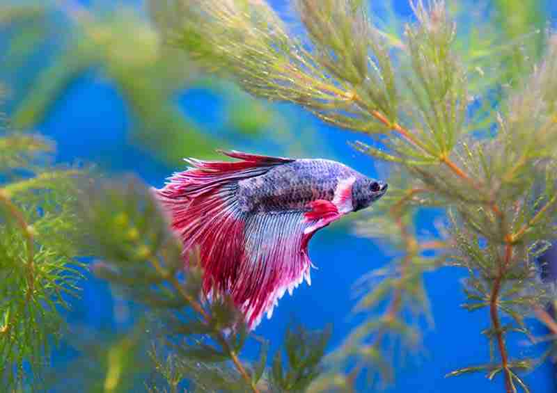 How Often Do You Clean a Betta Fish Tank For Optimum Health 1 How Often Do You Clean A Betta Fish Tank