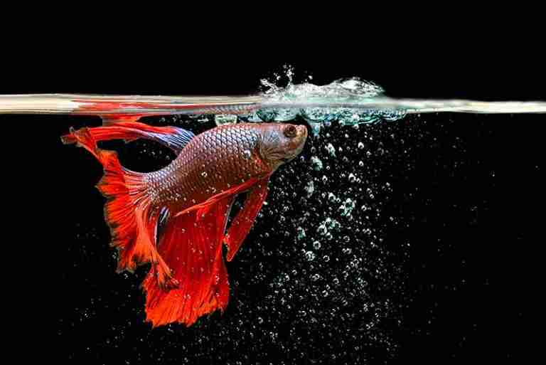 How Often To Change Betta Water – What you need to know