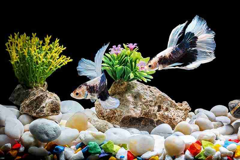 Plants provide hiding places for betta fish
