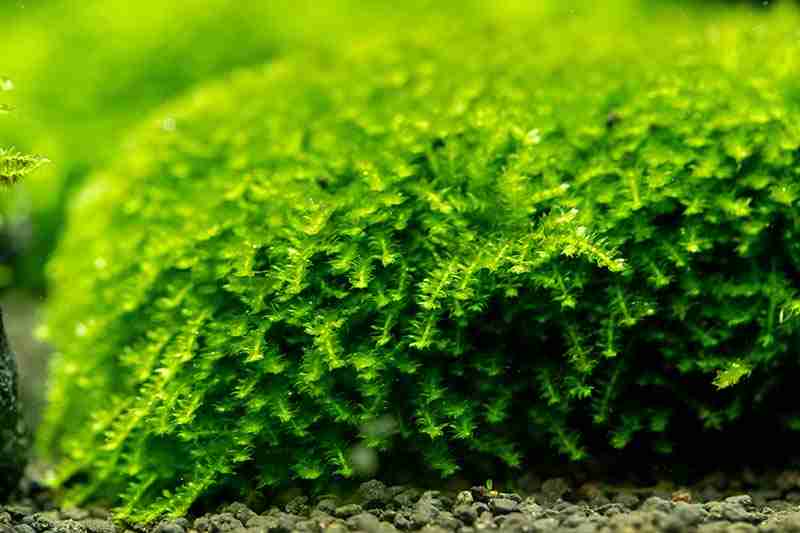 Image of moss that scuds love to eat.