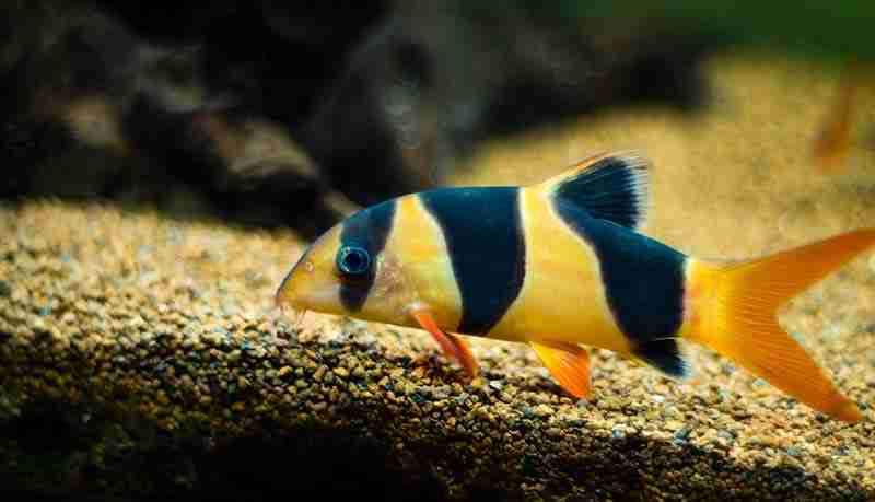 Clown Loach Care Guide & Overview 4 Image Of Gravel Or Sand Substrate For A Clown Loaches Tank Setup