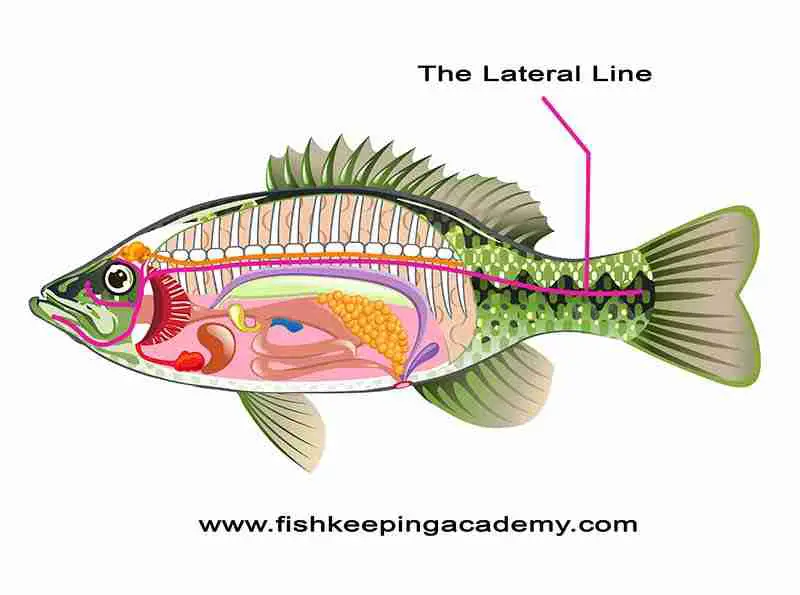 Image showing the lateral line which helps fish see in the dark through pressure sensors.