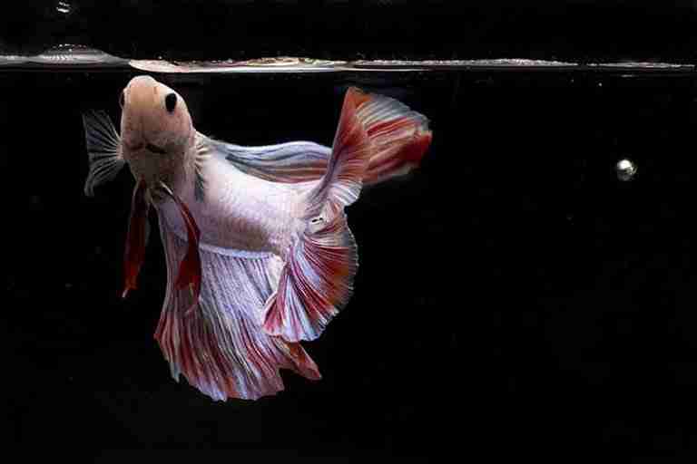 Why Won’t My Betta Fish Eat? – 6 Possible Reasons Why