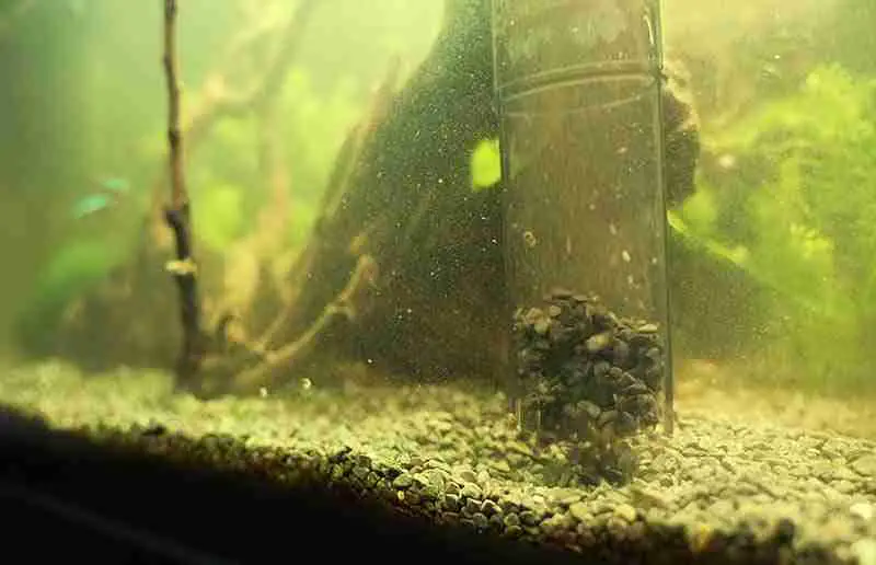 When cleaning a fish tank, dirt and sediment can be kicked up causing cloudy water.