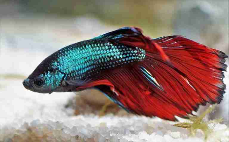 What Causes Fin Rot In Bettas (Symptoms & Treatment Guide)