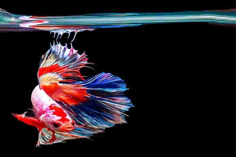 It is often reported that betta fish enjoy music and may appear to dance