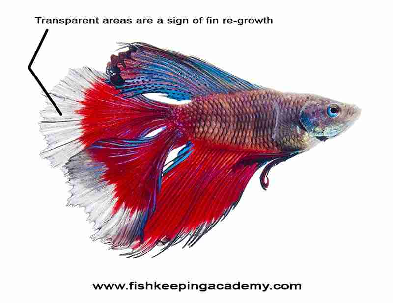 Betta Fish Fin Re-Growth