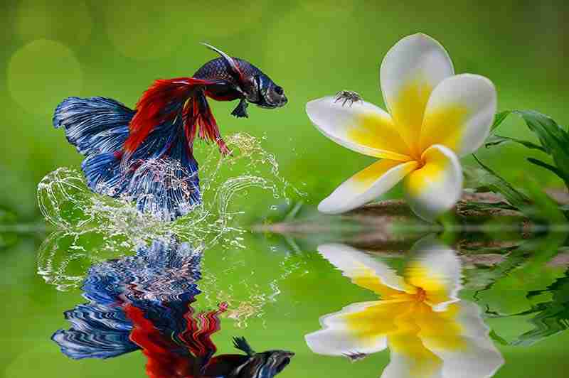 betta fish jumping for food