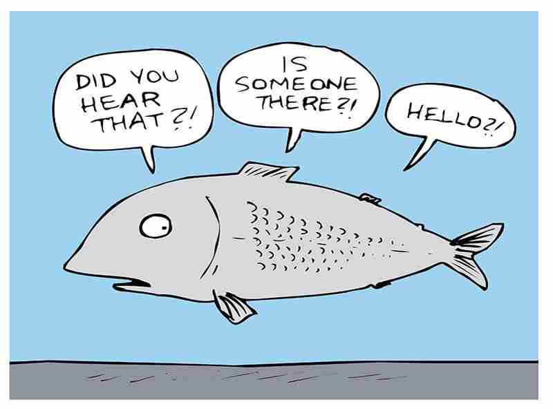 Do Betta Fish Like Music? You're About to Find Out! 4 Can Betta Fish Hear Music