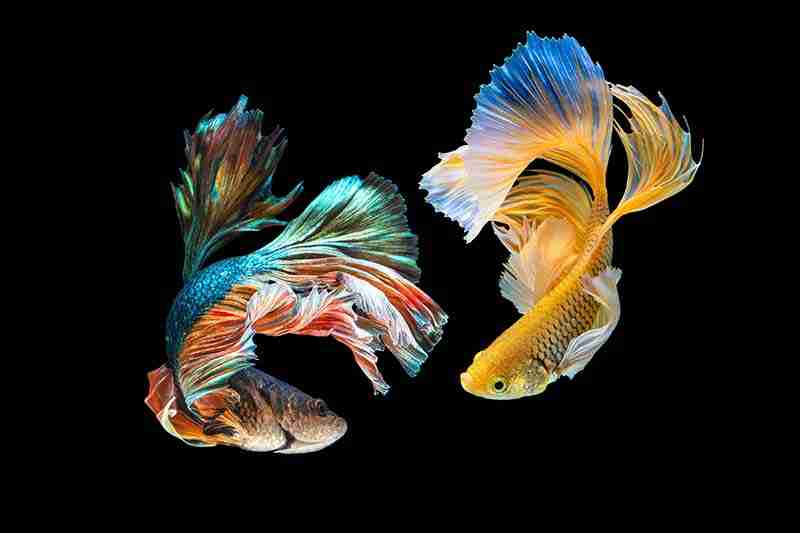can betta fish see color better than most fish but have poor night vision.