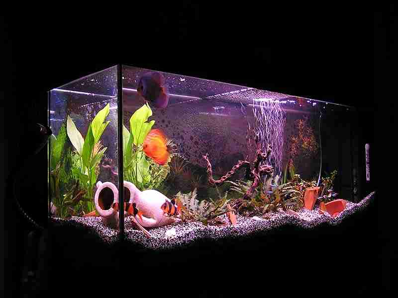 Do Fish Need Light At Night