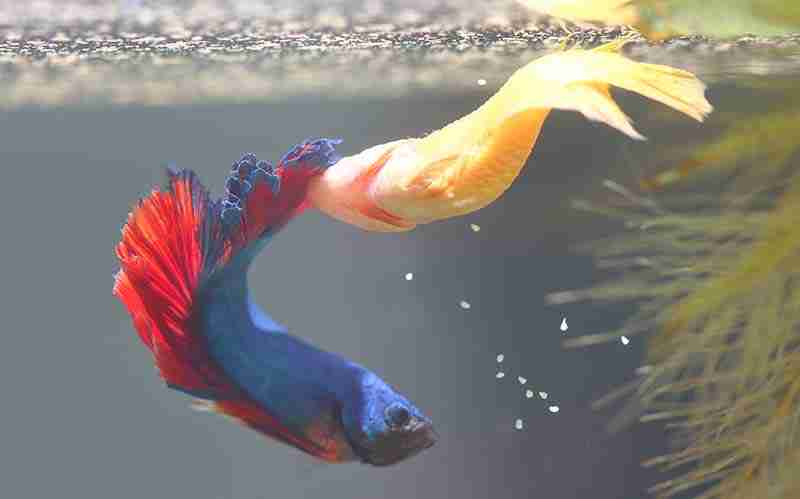 Fin nipping In betta fish may appear like fin rot except the fins will look torn rather than mushy and soft.