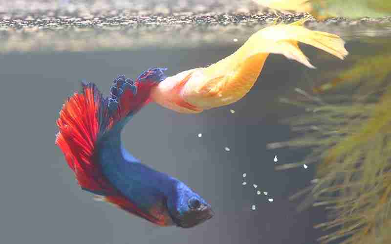 What Causes Fin Rot In Bettas (Symptoms & Treatment Guide) 4 Fin nipping In betta fish may appear like fin rot except the fins will look torn rather than mushy and soft.