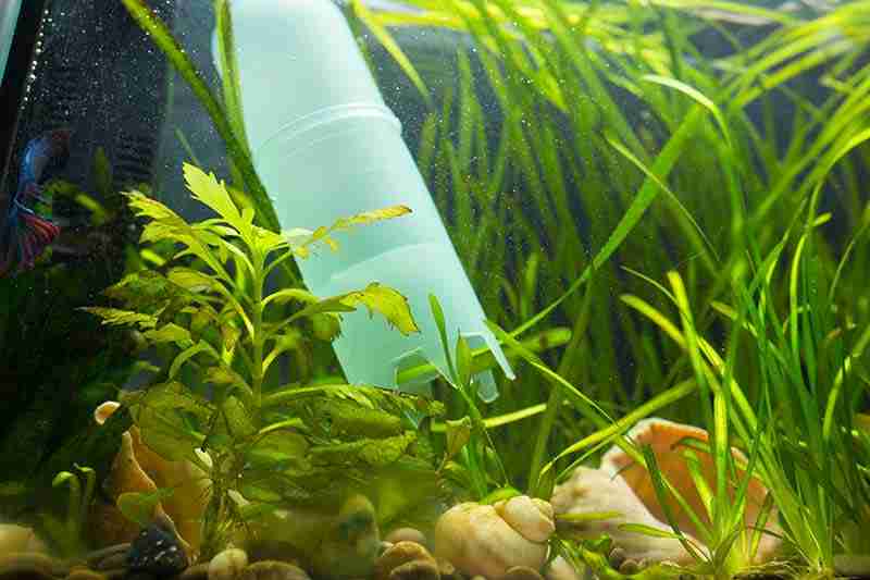 How Often Do You Clean a Betta Fish Tank For Optimum Health 7 How To Clean A Betta Fish Tank using a gravel vacuum.