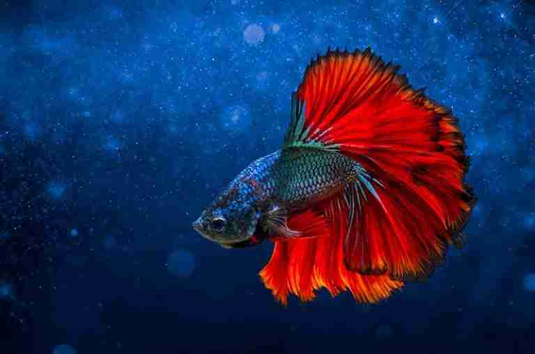 setting up a betta tank the right way