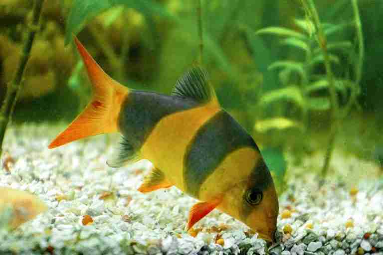 What Do Clown Loaches Eat (For a healthy diet)