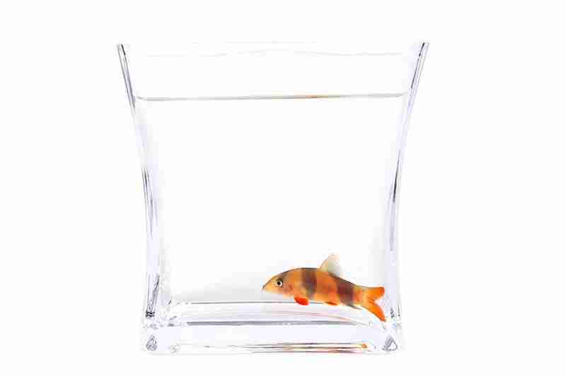 Clown Loaches Size Guide (How big do they grow) 5 What Size Tank For A Clown Loach