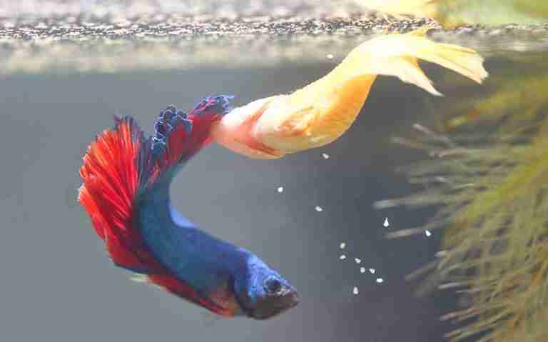 How Long are Betta Fish Pregnant For