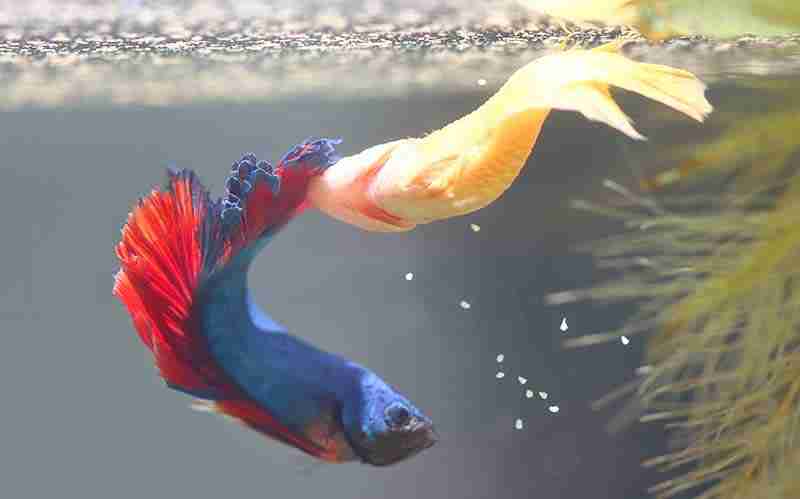 How Long Are Betta Fish Pregnant for