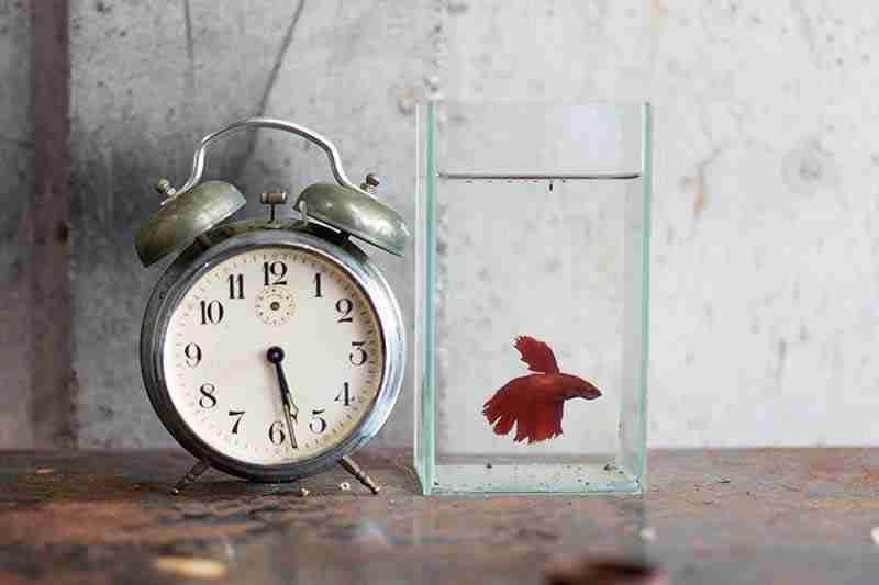 How Long Do Betta Live As Pets