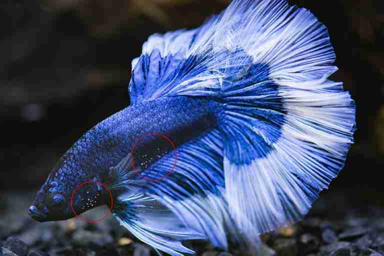 White Spots on Betta Fish – Identifying the Ich Parasite