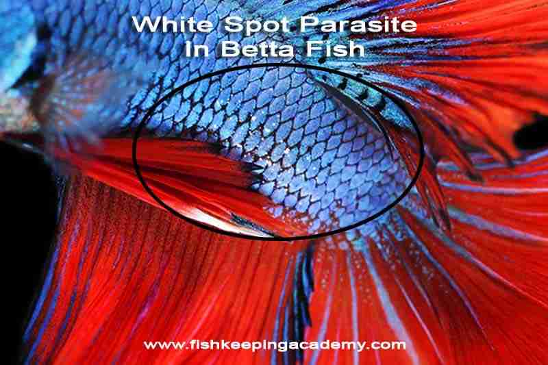 White Spots on Betta Fish - Identifying the Ich Parasite 4 Image Of White Spots On Betta