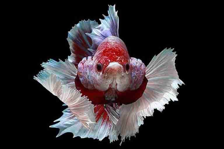 9 Common Reasons For Angry Betta Fish